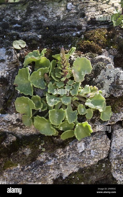 Navelwort .
